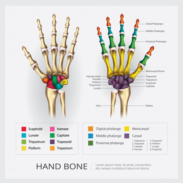 human hand bone illustration