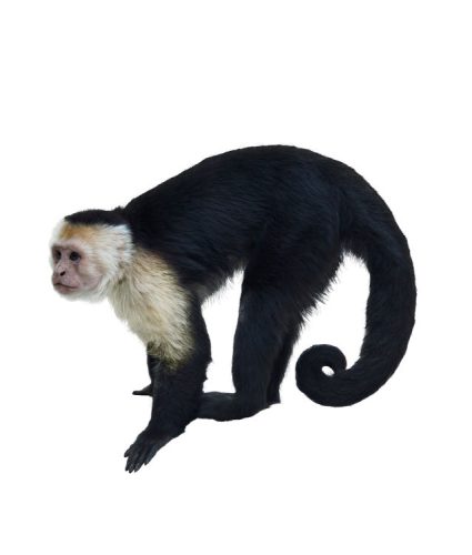 White Throated Capuchin Monkey Isolated On White Background